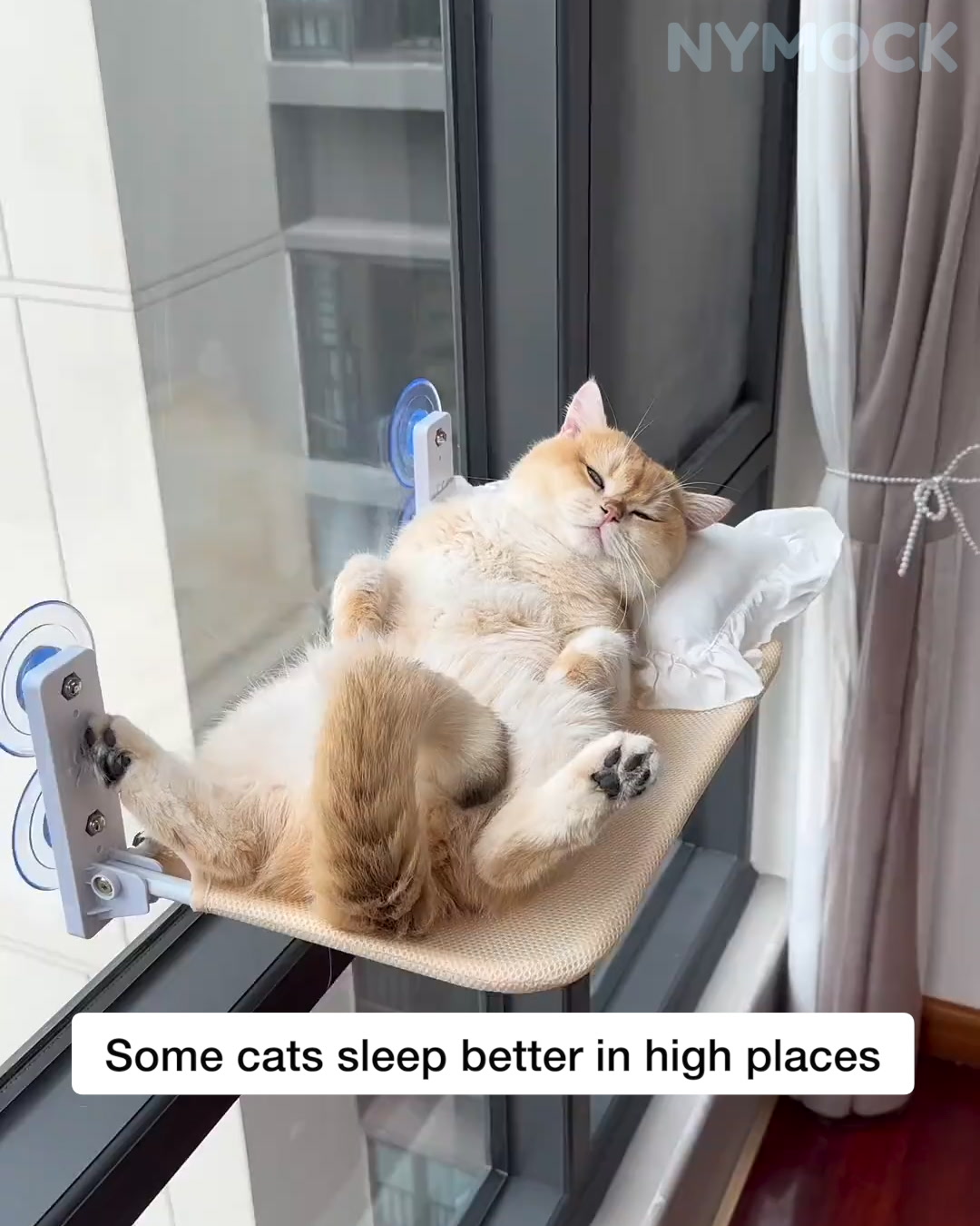 Give Your Cat A Taste of Paradise