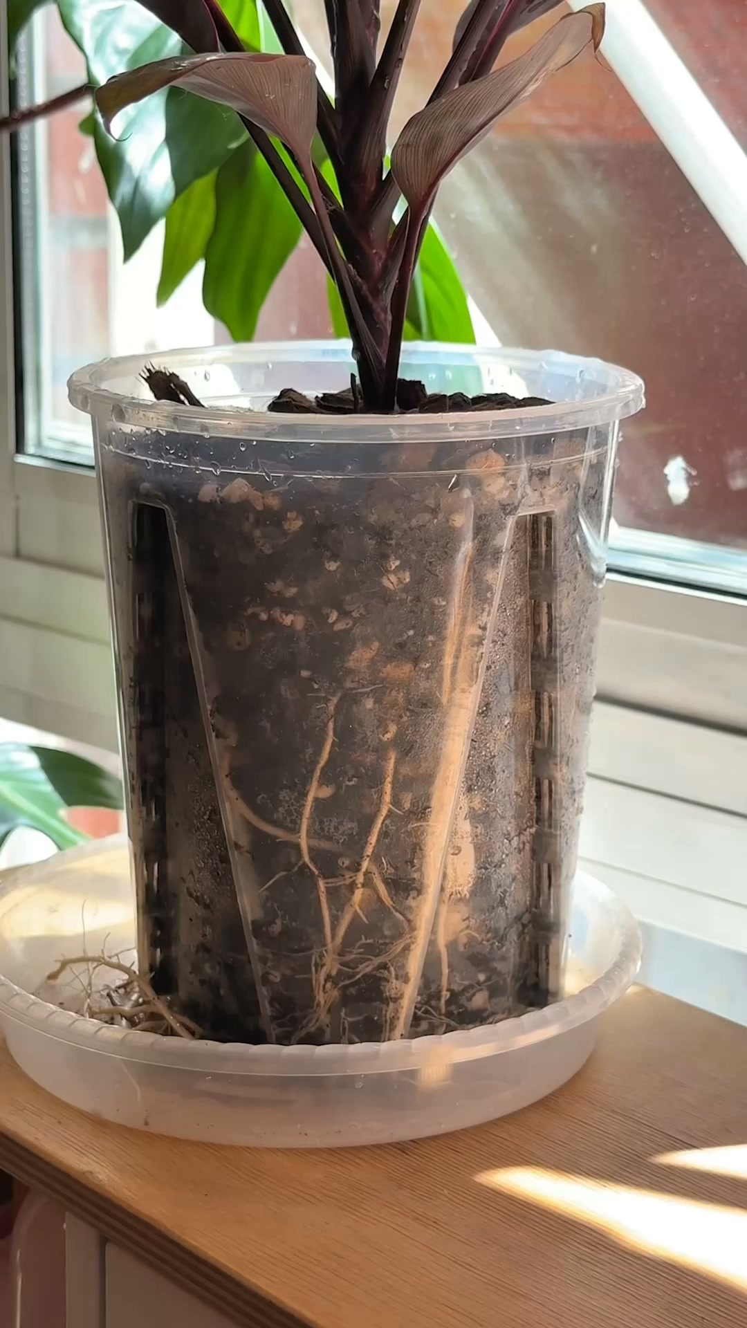 Revolutionize Your Plant Care Routine Today!