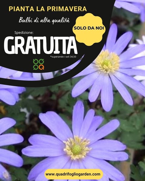 SPEDIZIONE BULBI: GRATIS CON SOLI € 34,50!!
