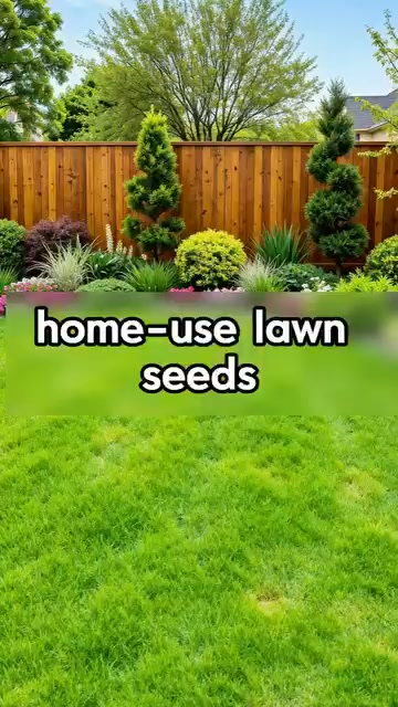 Last Day Promotion 49% OFF2026 Evergreen Dwarf Grass Seed for Four
