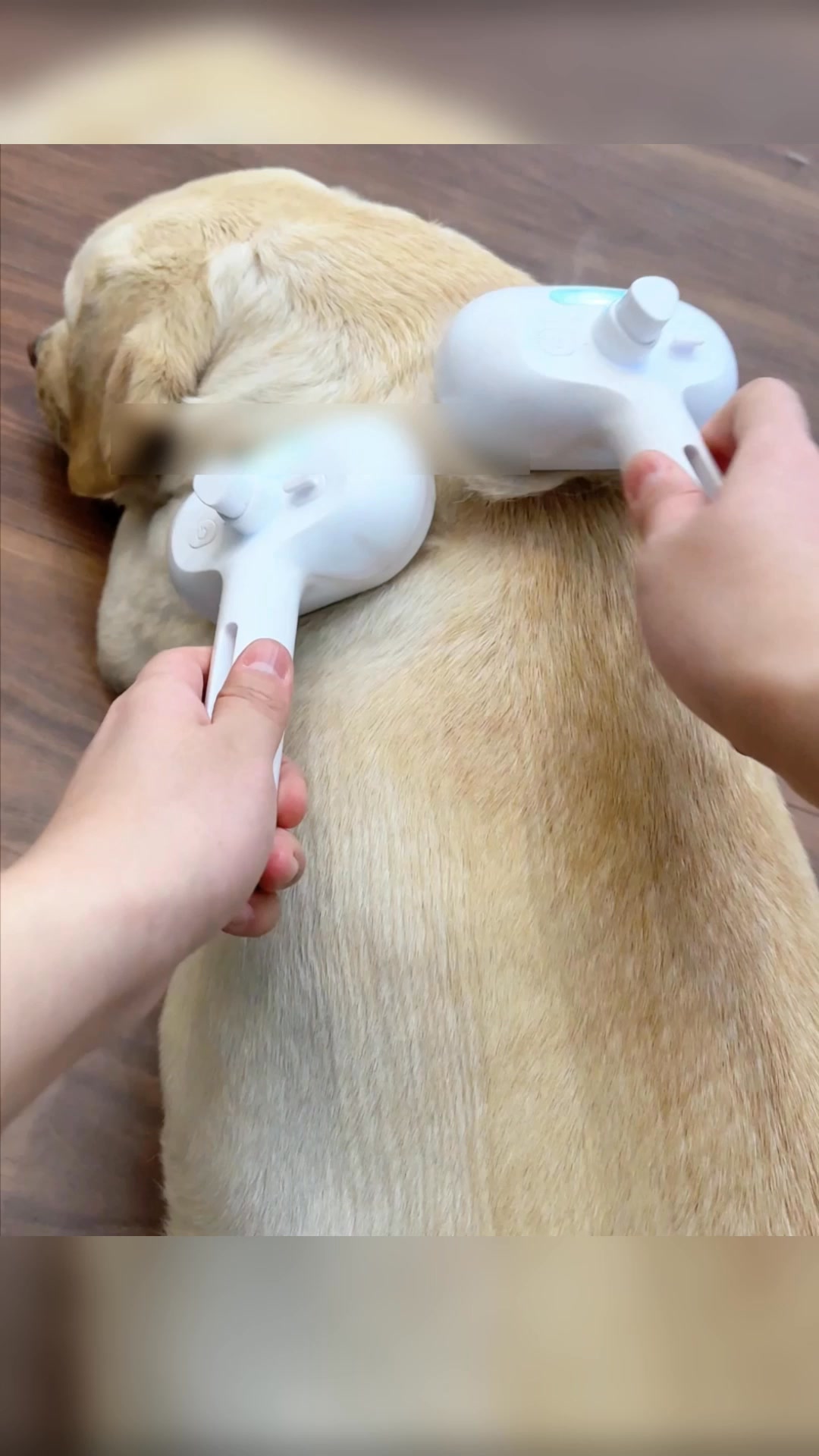Pets perfeitamente cuidados em minutos!