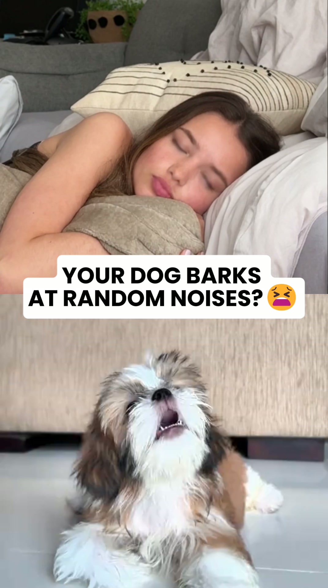 Calm Your Dog's Noise Panic WITHOUT Medication or Training