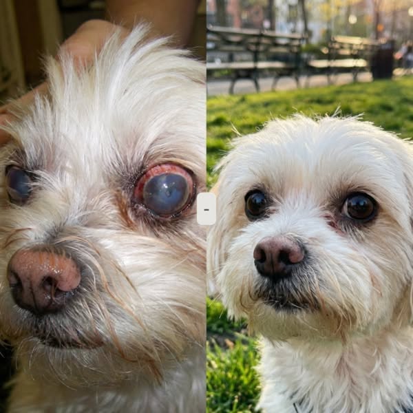 Cloudy Dog Eyes? Never Ignore This.
