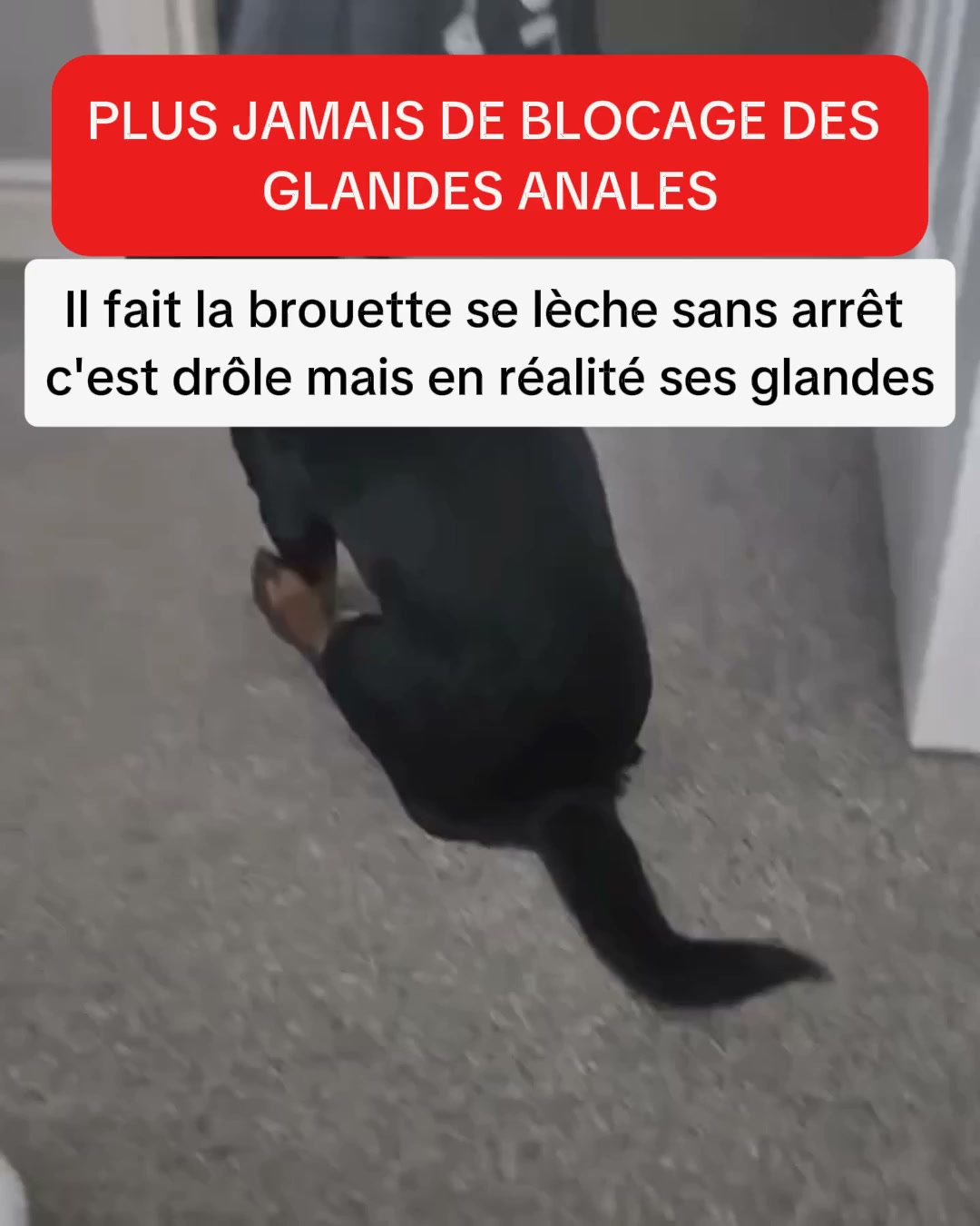 Aide ton chien dès aujourd'hui