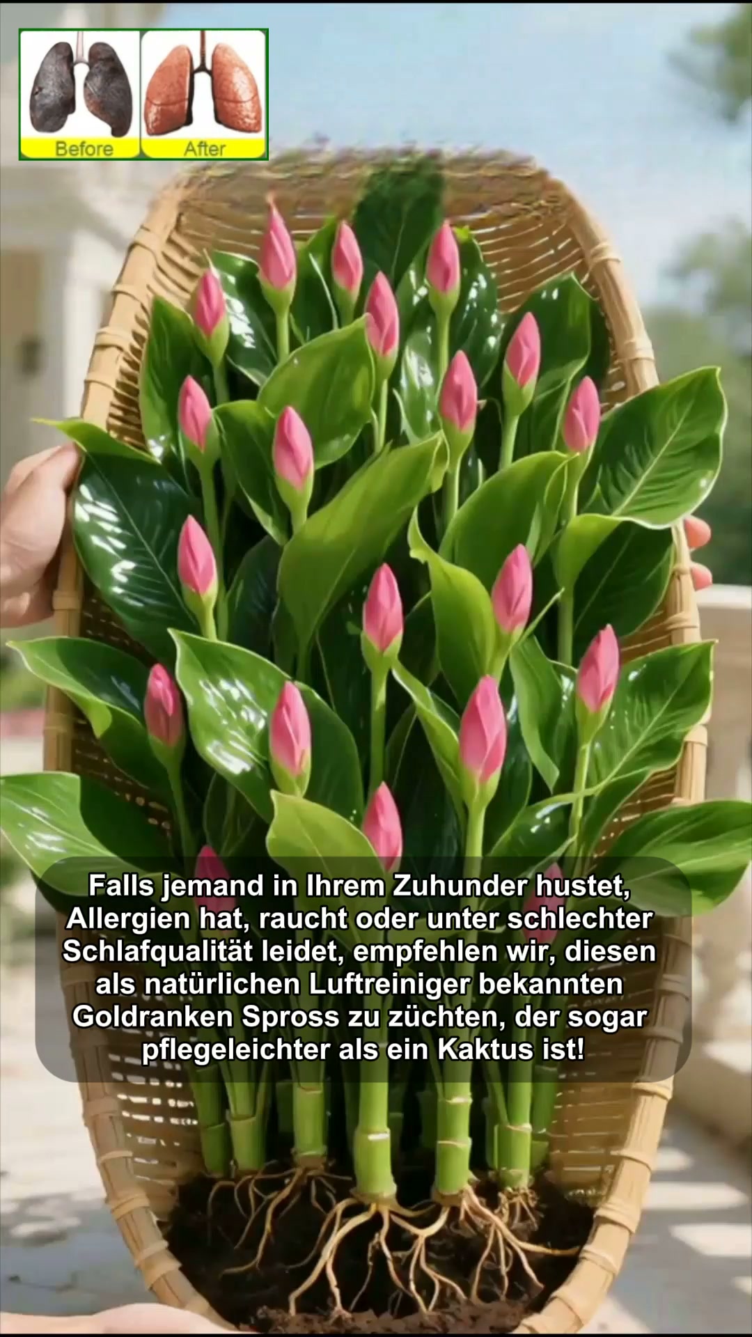 Jetzt bestellen! Limitierte Aktion！