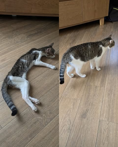 SHE WAS GETTING THINNER. THEN SHE COULDN’T GET UP.