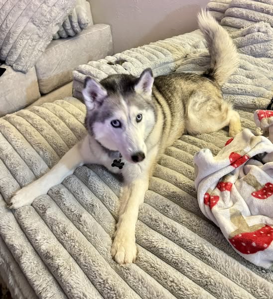 My dog didn't need medication!