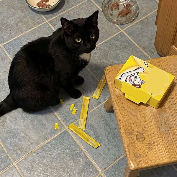 My Vet Neighbour Looked at the Treat Bag and Went Quiet.