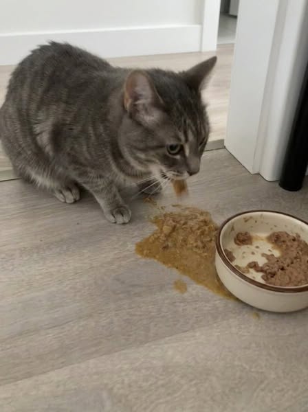Ce que personne ne m'avait dit sur les croquettes