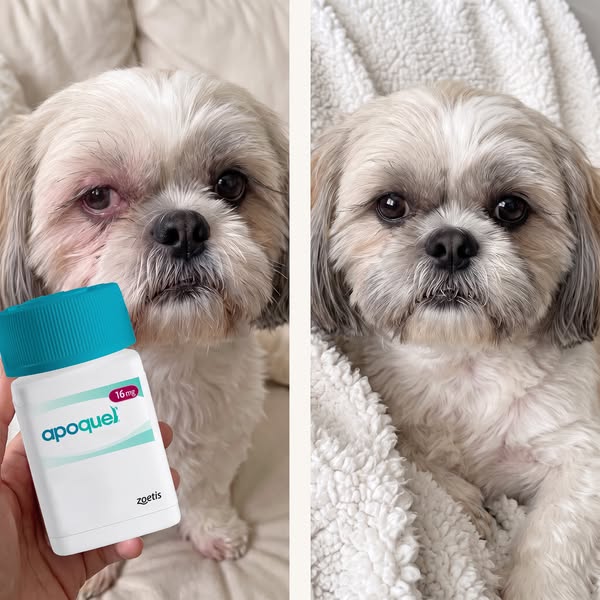 Read This Before Your Next Vet Bill