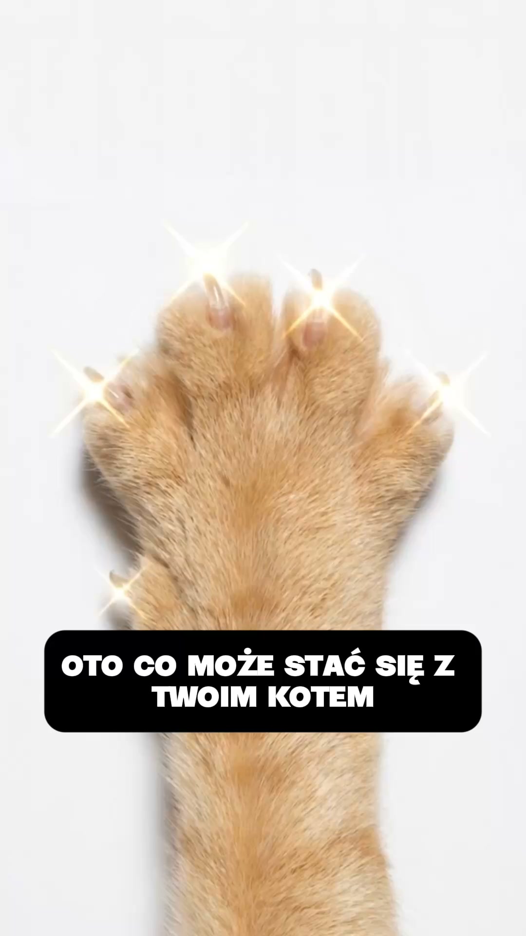 Podaruj kotu własne terytorium