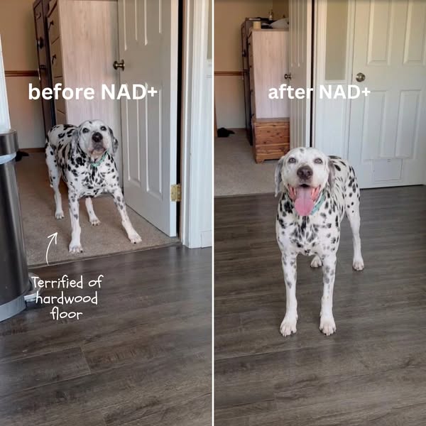 Read This Before You Pay Another Vet Bill