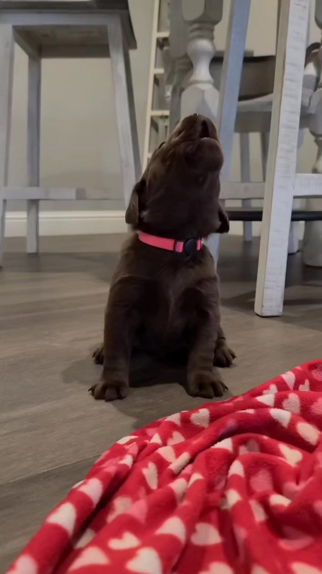 Your Puppy's Crying. 50,000+ Parents Know Exactly How to Fix It.