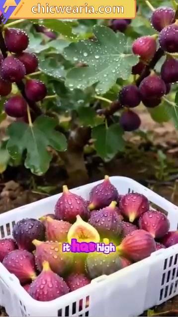 Super Giant Fig Tree Plants - The Sweetness of a Peach in Every Bite!