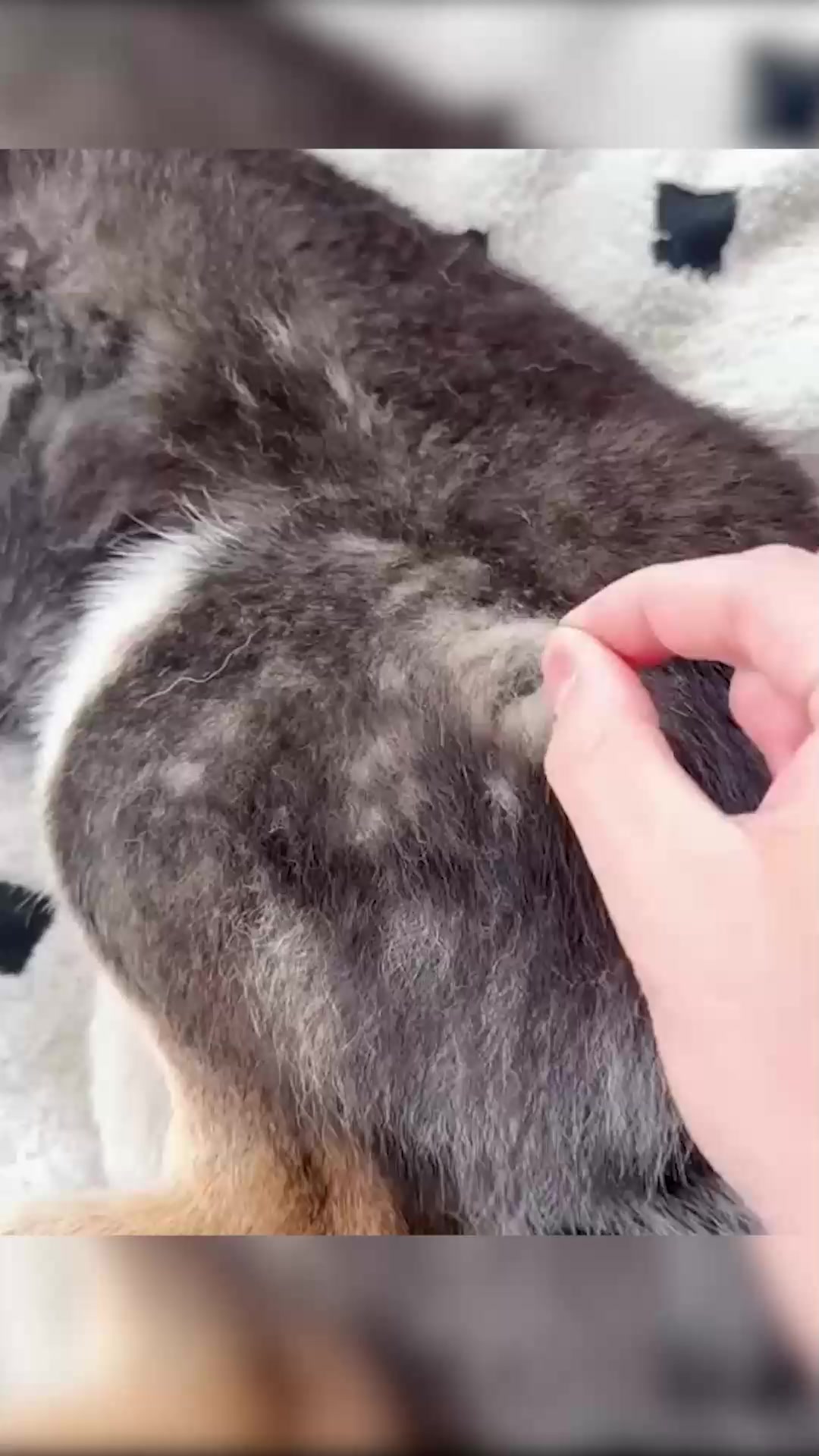 Pets perfeitamente cuidados em minutos!