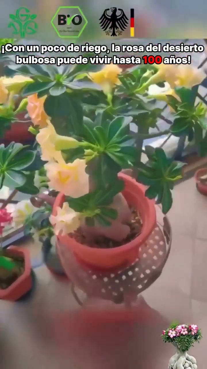 Anúncio de Eiapgikud atelier