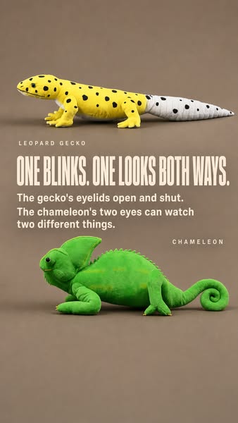 One Eyelid, With a Hole in It.
