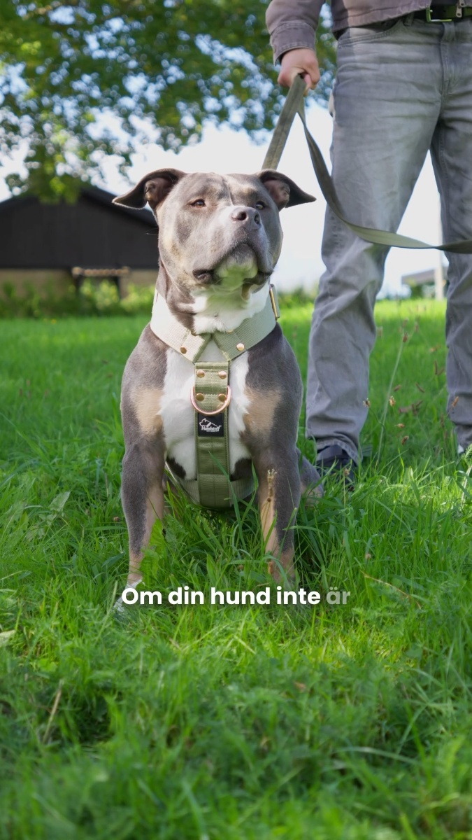 Valt av över 100 000 hundägare