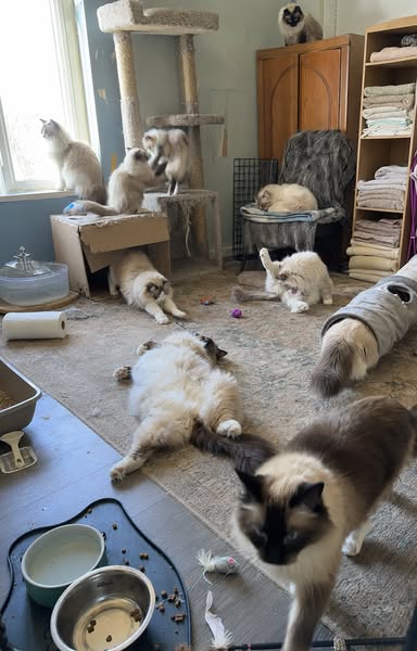 Cat breeder nail care hack