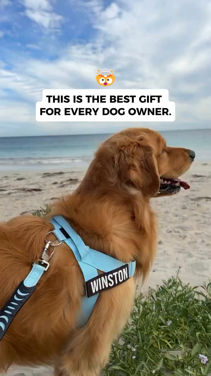 Rated #1 By Dog Owners