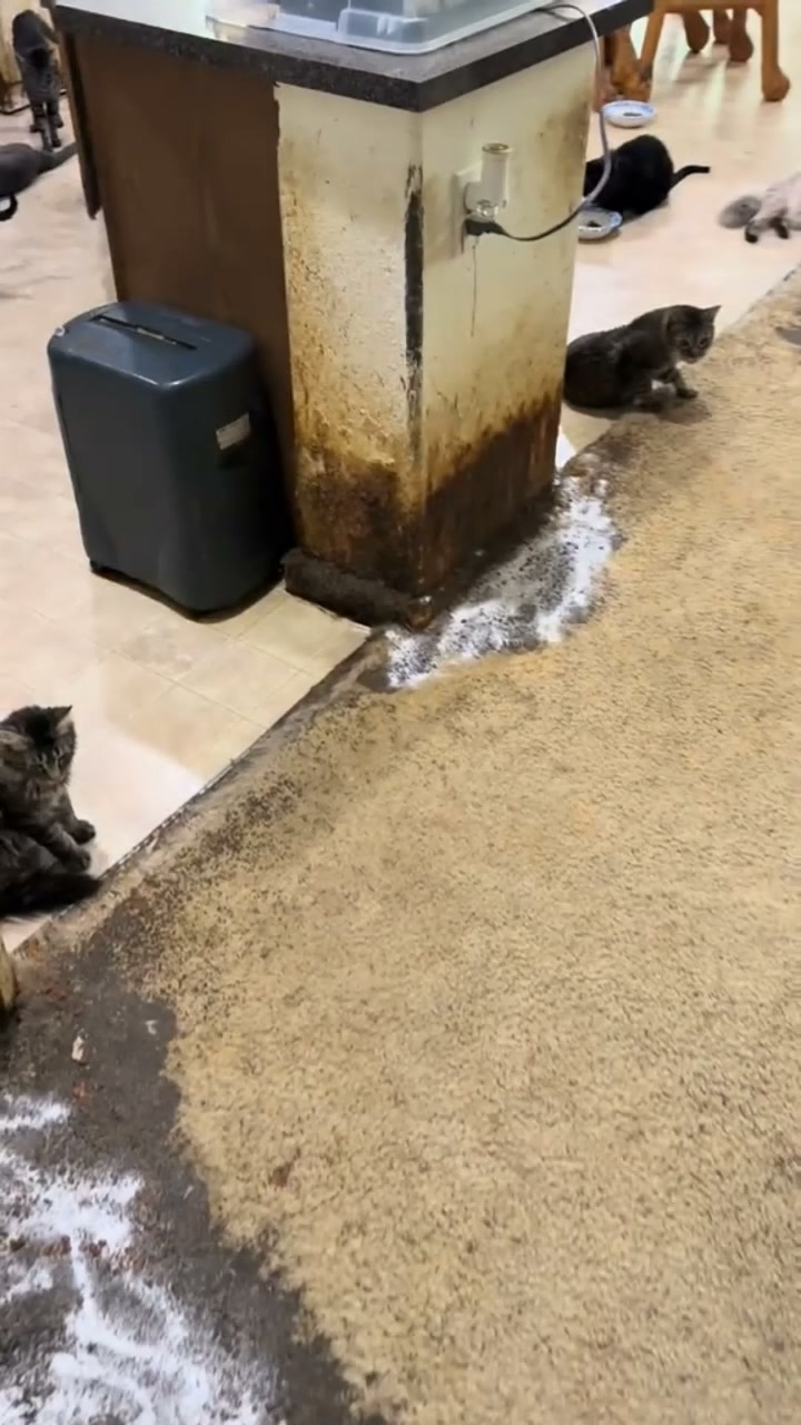 What Happens to Your Nose After Living With Cats for a Year
