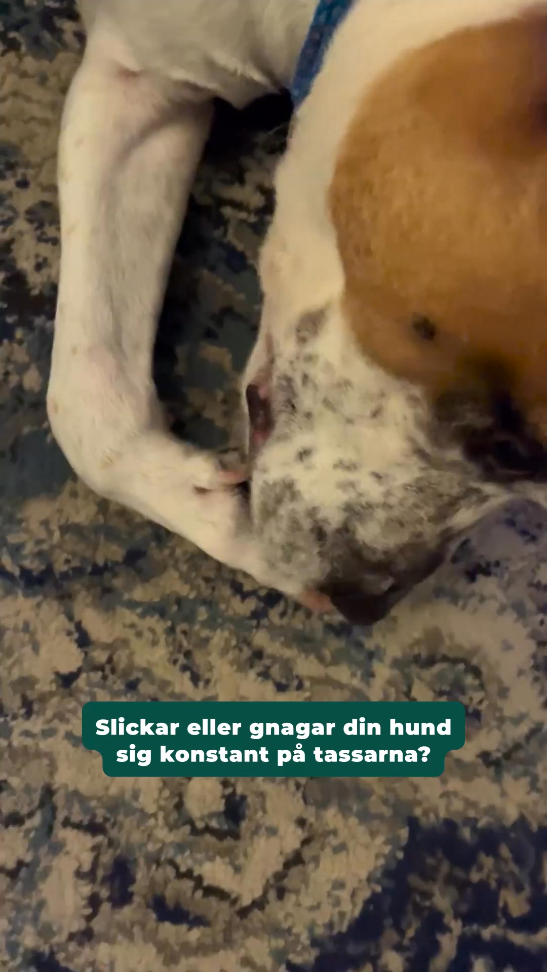 Varför din hund börjar klia sig varje vår (och hur du enkelt hjälper den).
