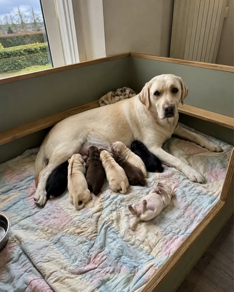 Als jouw labrador "veel" is, lees dit dan