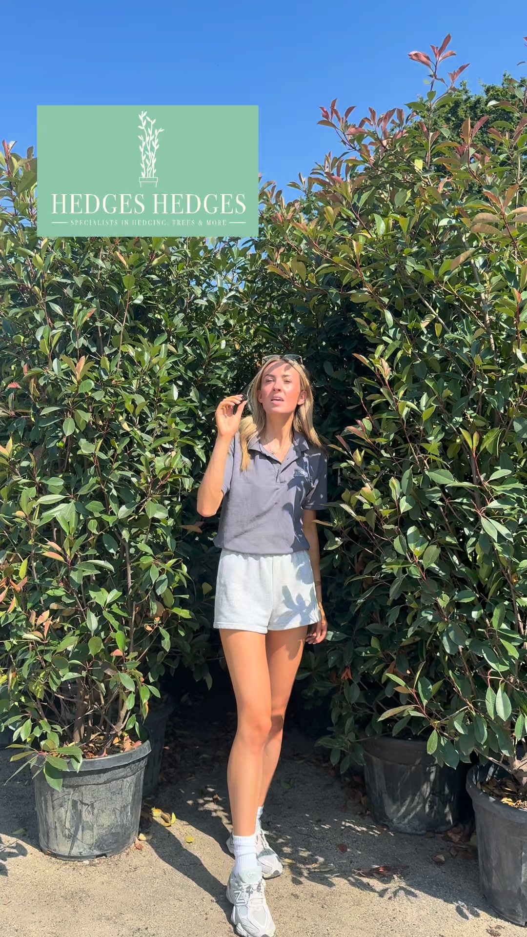 Shop Photinia Now