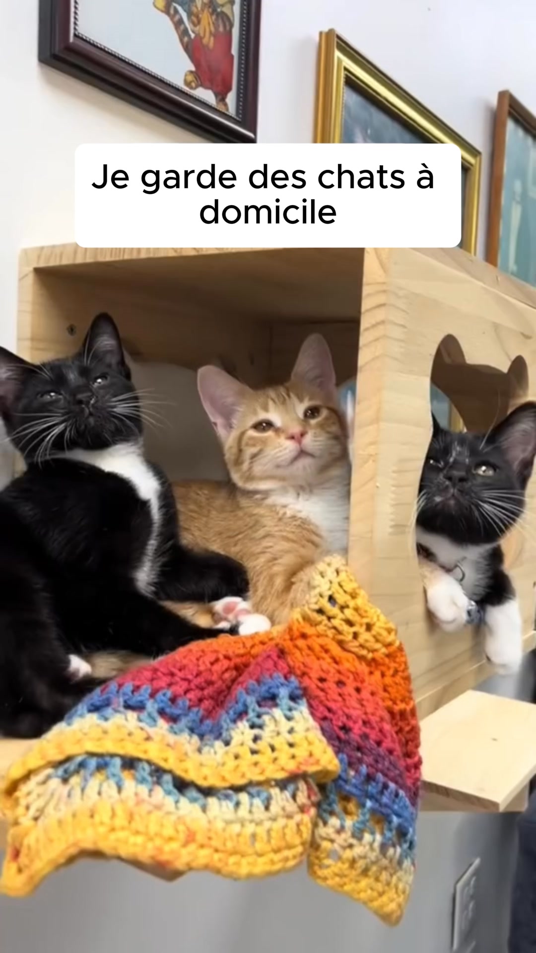 La fontaine en inox que les chats adoptent en 30min