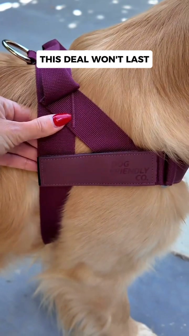 Rated #1 By Dog Owners