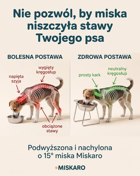 To miska, nie jedzenie.