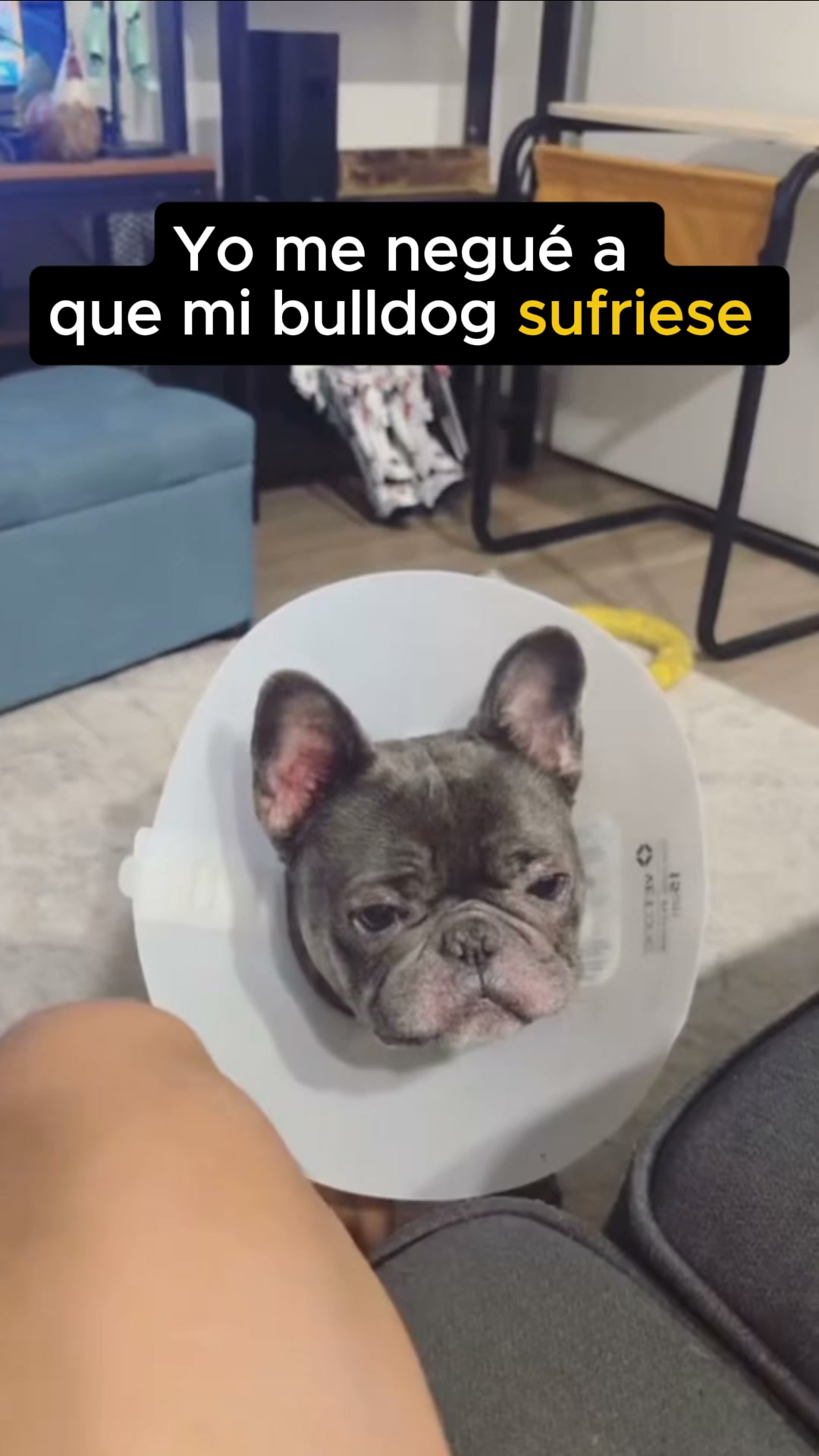 Si ya no sabes como proteger a tu perro... Lee esto