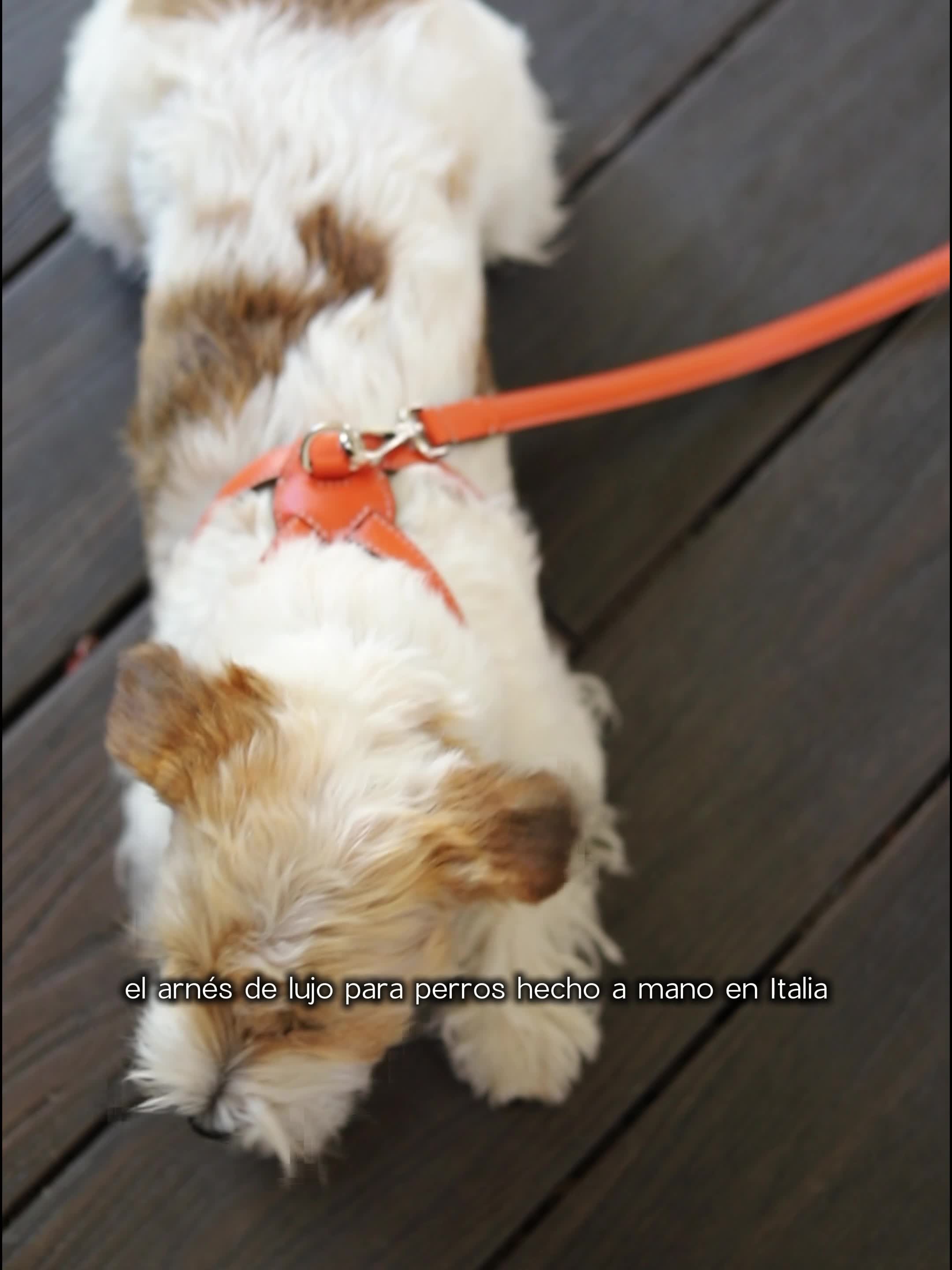 El arnés que se merece tu perro