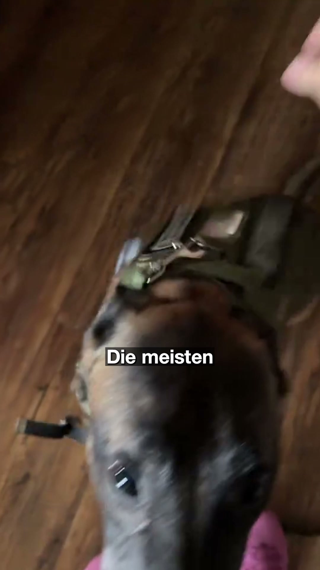 Dein Hund kann die Ausrüstung auch tragen.