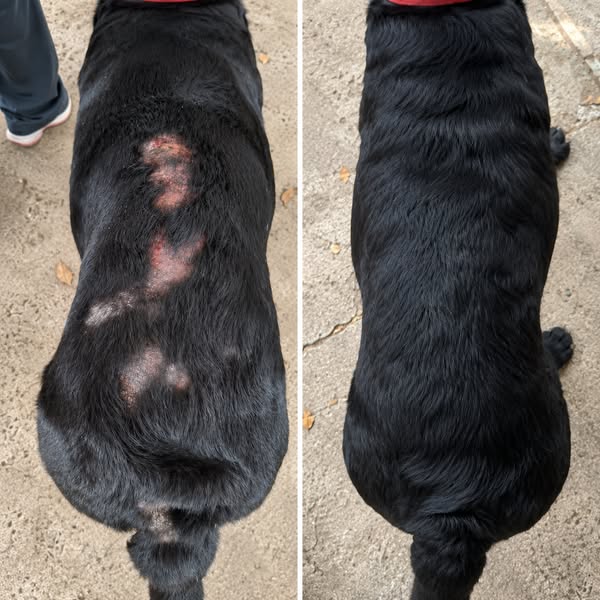 Read This Before Your Next Vet Bill