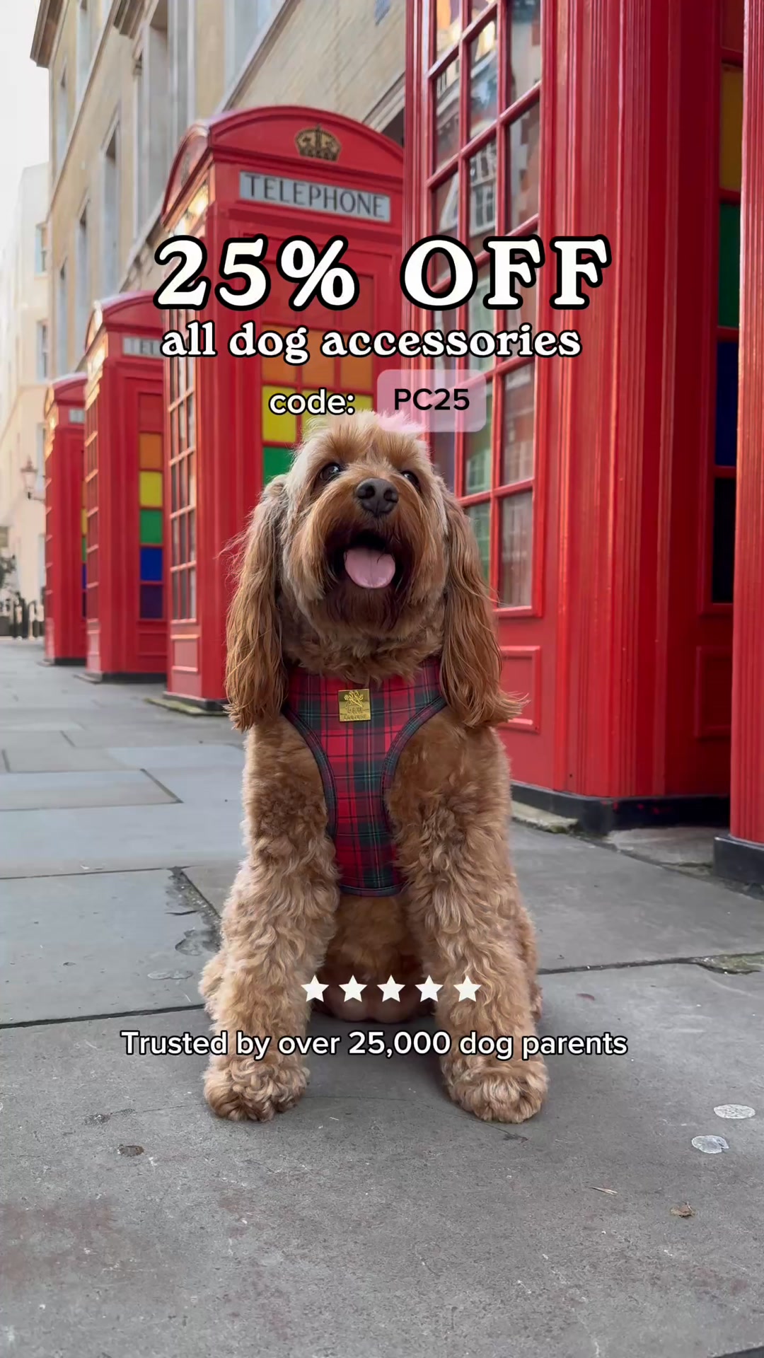 Affordable luxury fashion for dogs
