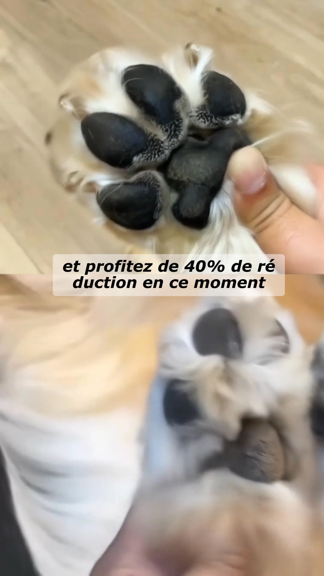 Recommandé par vétérinaires 20.000+ commandes