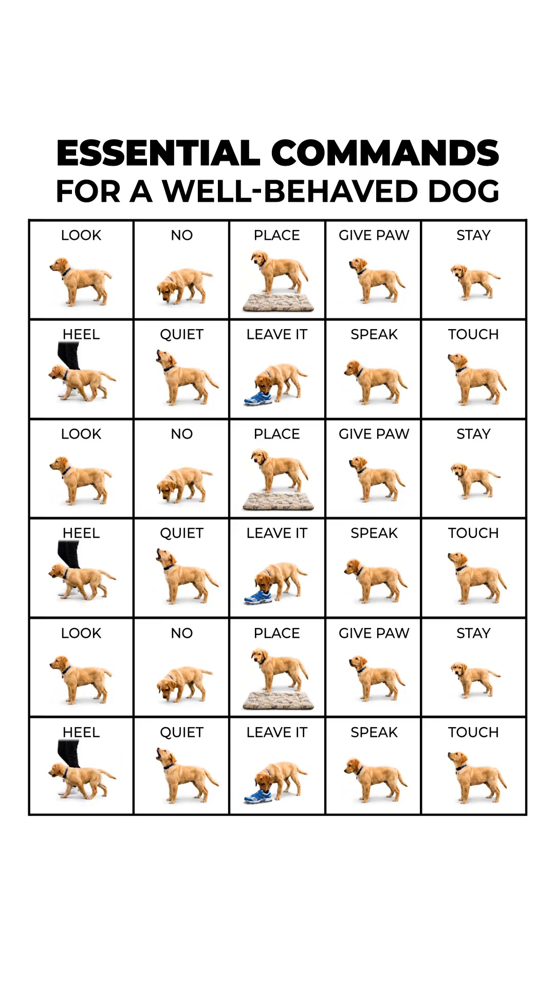 Professional Dog Training Made Simple
