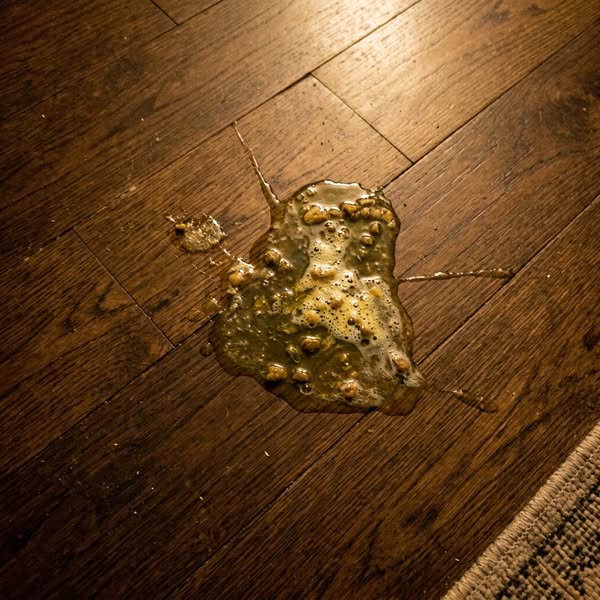 I Fed Him the Most Expensive "Healthy" Food I Could Find. He Died of Heart Failure at 6