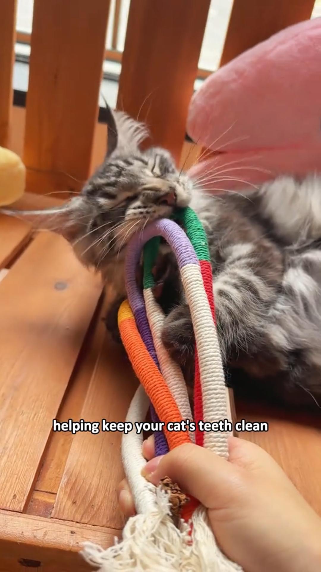 Quiet fun for your cat