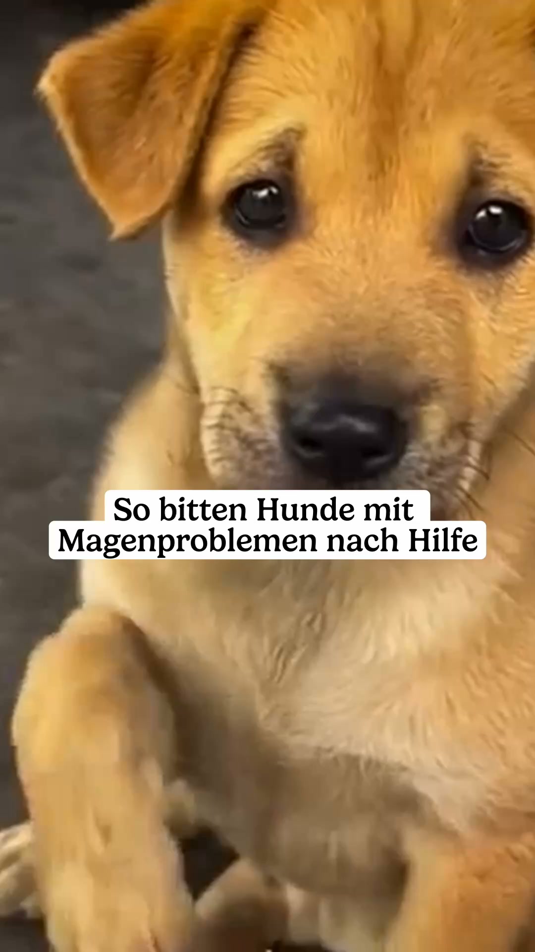 Mit Tierärzten sorgfältig entwickelt!