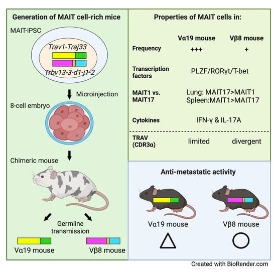 Mice Generated with Induced Pluripotent Stem Cells Derived from Mucosal-Associated Invariant T Cells