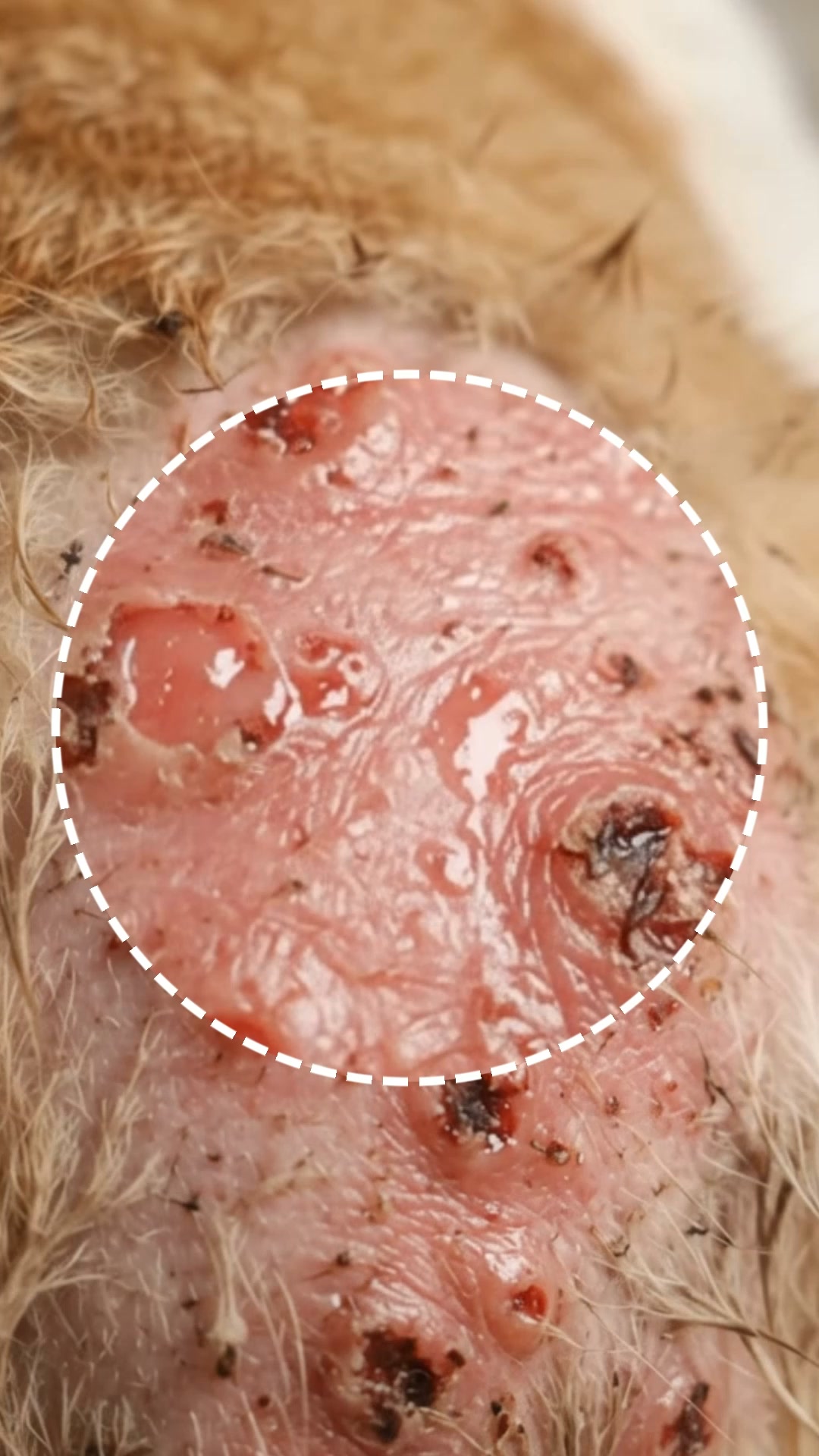 Nobody Told Me This About Cat Skin