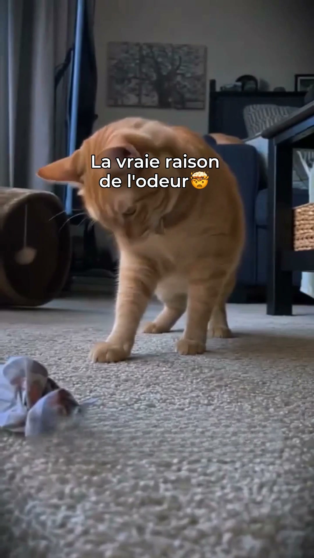 Élimine vite les odeurs de chien et chat !
