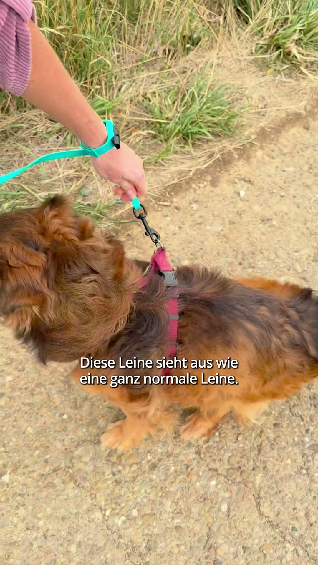 Jetzt Leine sichern!