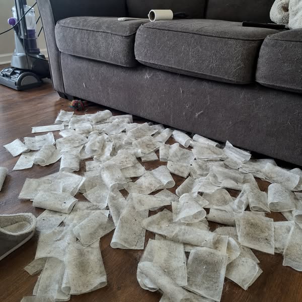 If you have a cat, owner, read this so this doesn't happen to you.