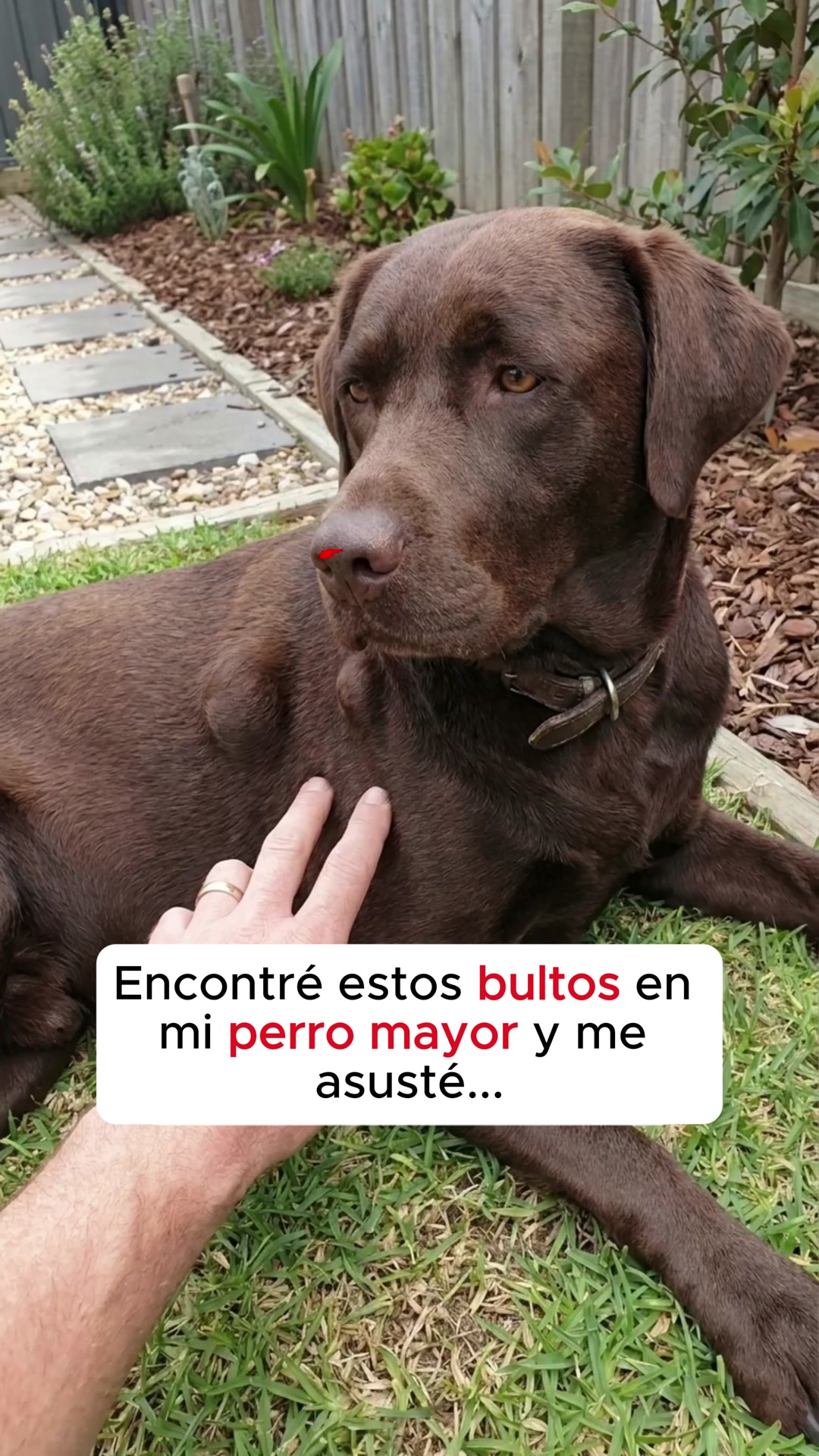 Envío GRATIS en 24/48h