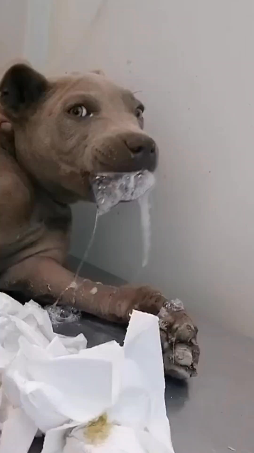 Lee si tu perro no te deja cepillarle los dientes