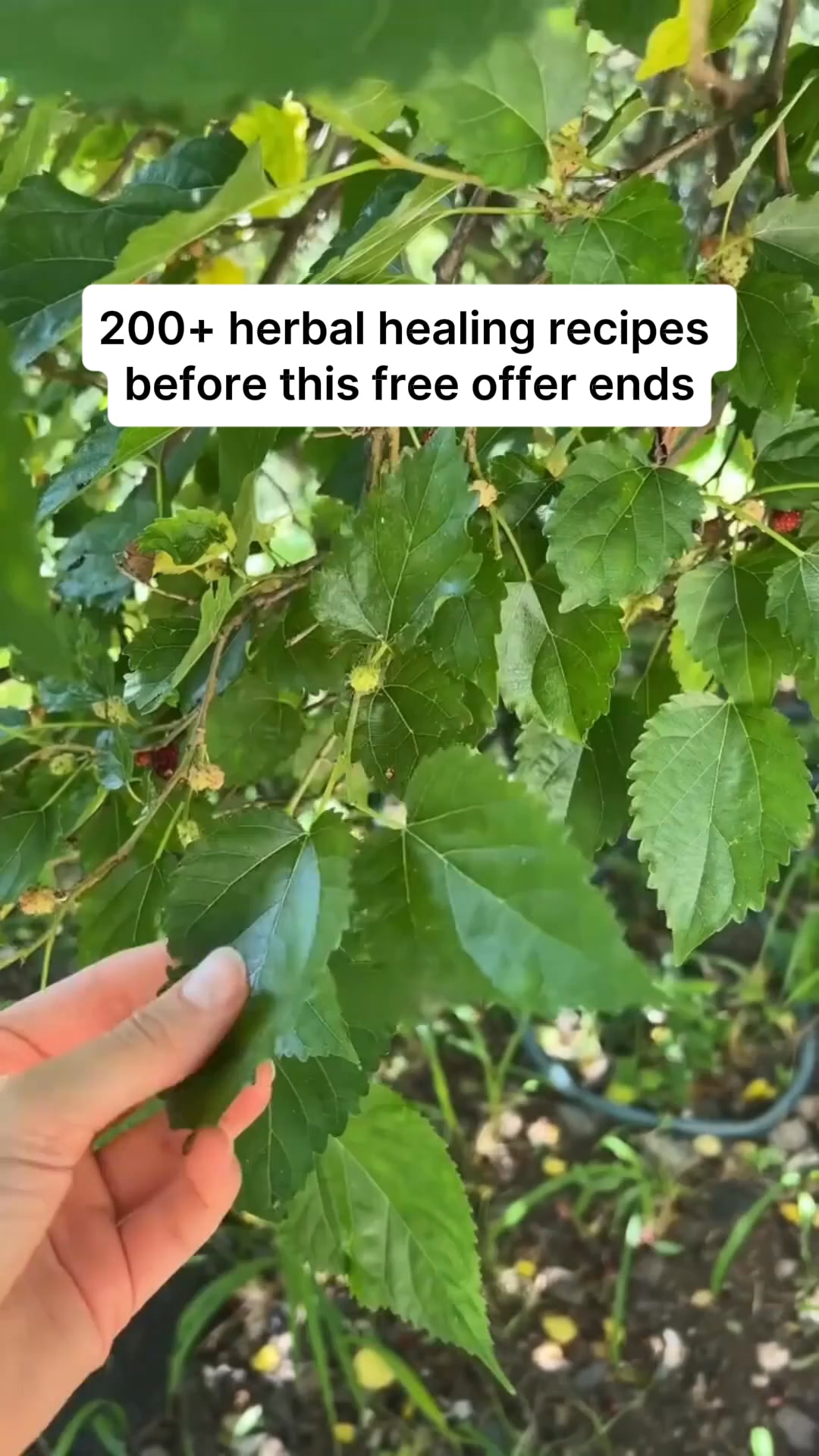 Get It FREE Today