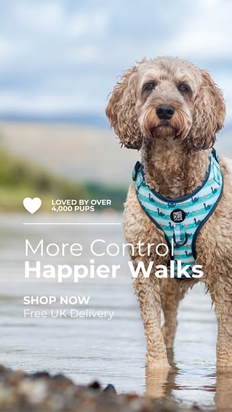 More control. Happier walks.